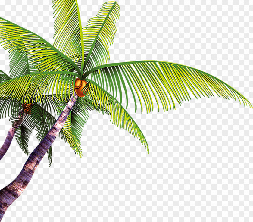 Coconut Tree Poster Template PNG
