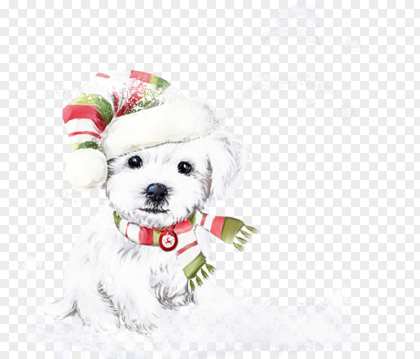 Dog White Maltese Bichon Frisé PNG