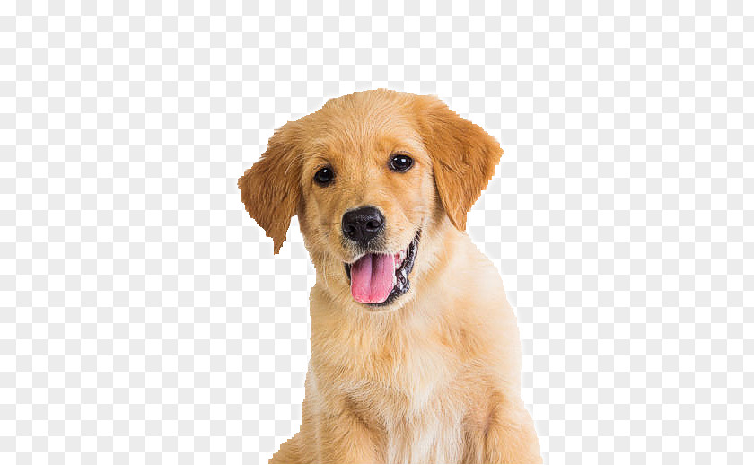 Golden Retriever Puppy Dog Breed Pet Companion PNG