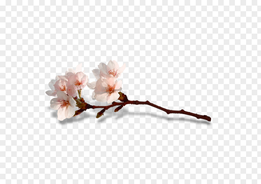 Peach Blossom Flower Computer File PNG