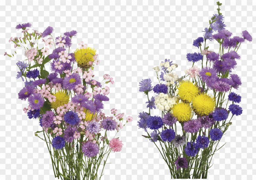 Real Flower English Lavender Cut Flowers Overlay PNG