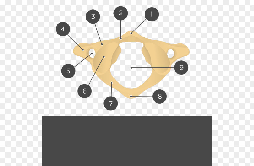 Skull Atlas Anatomy Axis Cervical Vertebrae Vertebral Column PNG