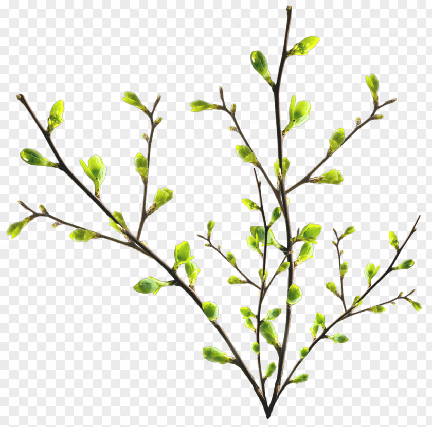 Tree Twig Branch Leaf PNG