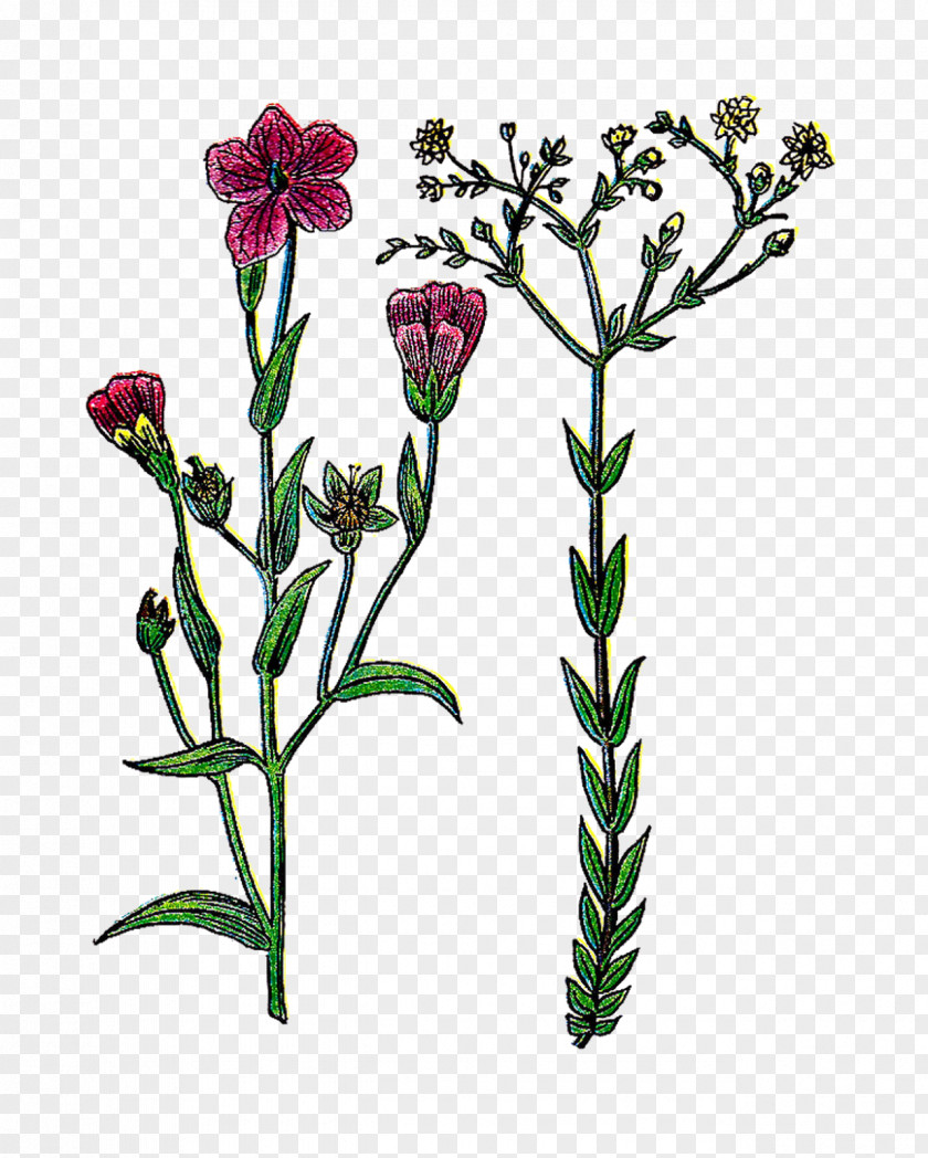 Botany Botanical Illustration PNG illustration , botanical clipart PNG