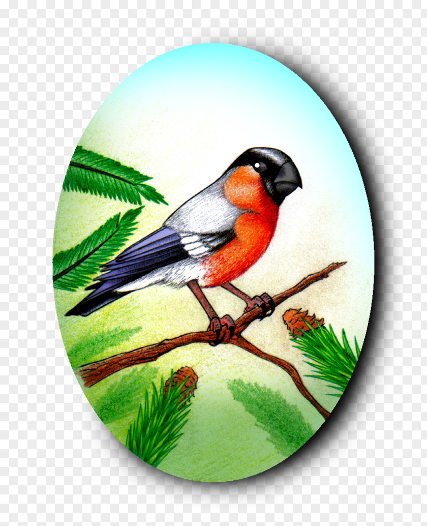 Bullfinch Eurasian Bird Drawing Beak PNG