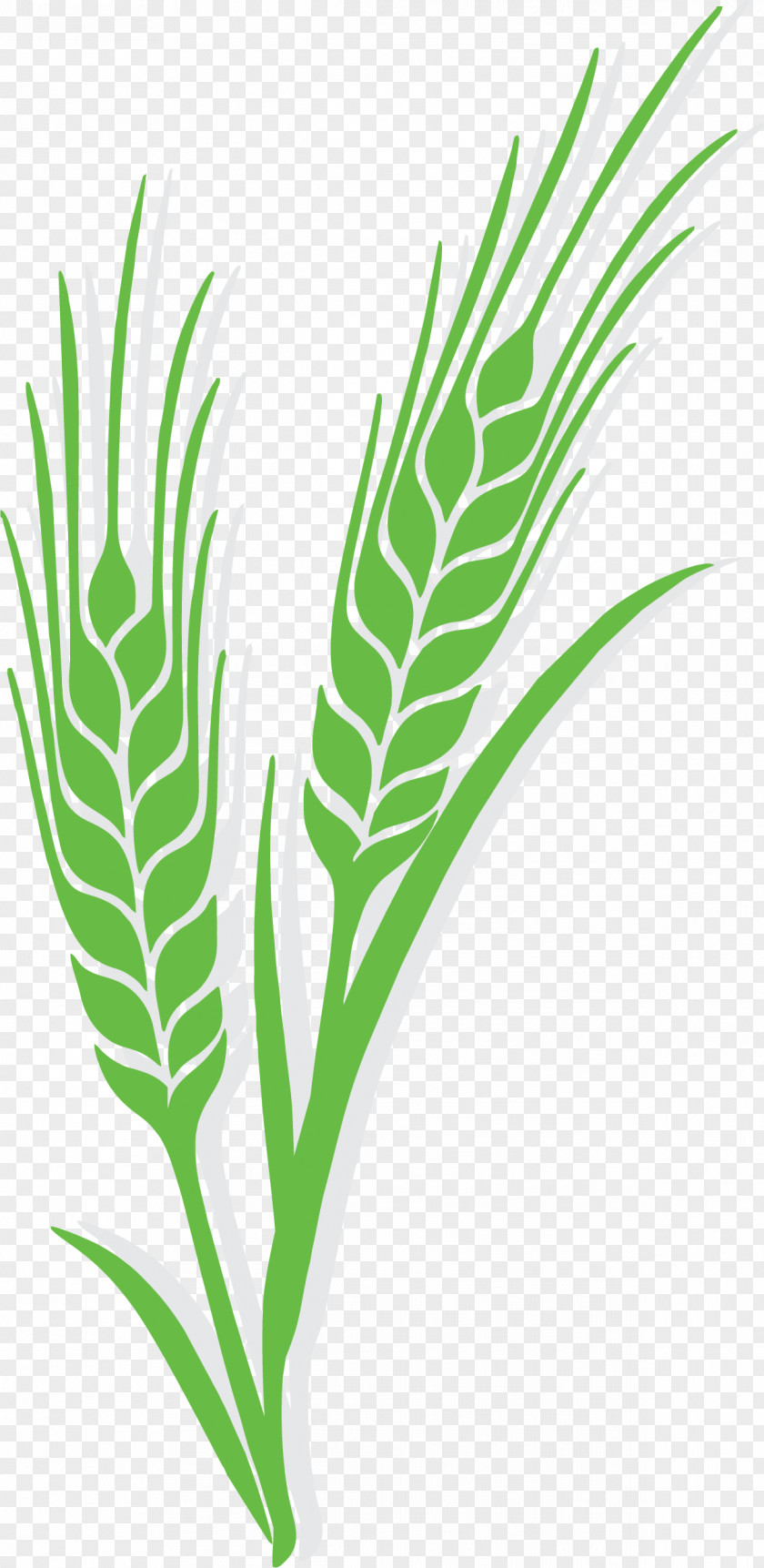 Green Is Ripe Rice Wheat Euclidean Vector Ear Rye Barley PNG