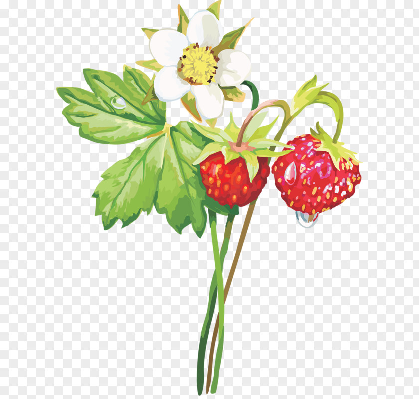 Hand-painted Flowers And Green Leaves Strawberry Musk Aedmaasikas Clip Art PNG