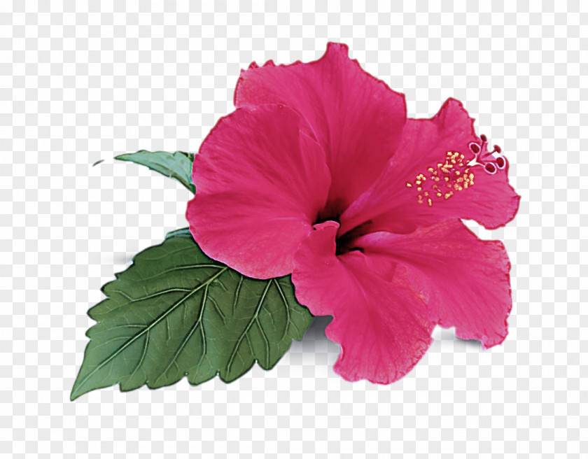 Mallow Family Chinese Hibiscus Flower Flowering Plant Petal Pink PNG