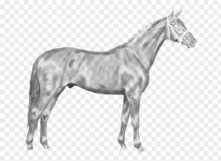 Mustang Swedish Warmblood Stallion Hanoverian Horse Pony PNG