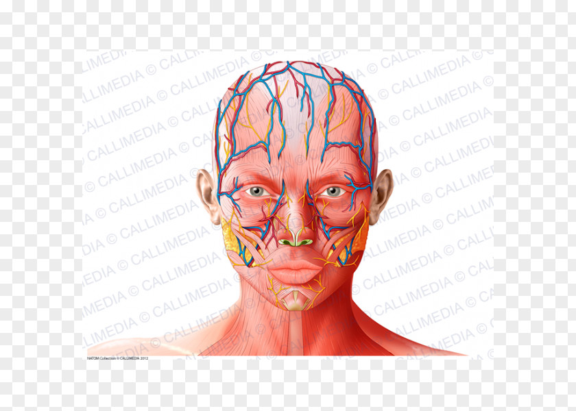 Nose Anatomy Forehead Physiology PNG