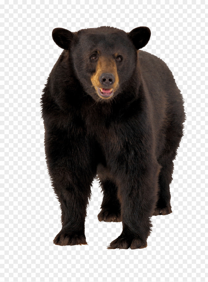 Black Bear PNG bear clipart PNG