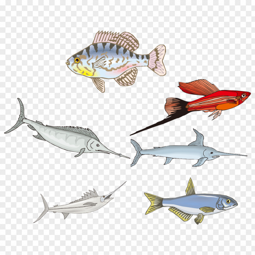 Cartoon Fish Drawing Biology PNG