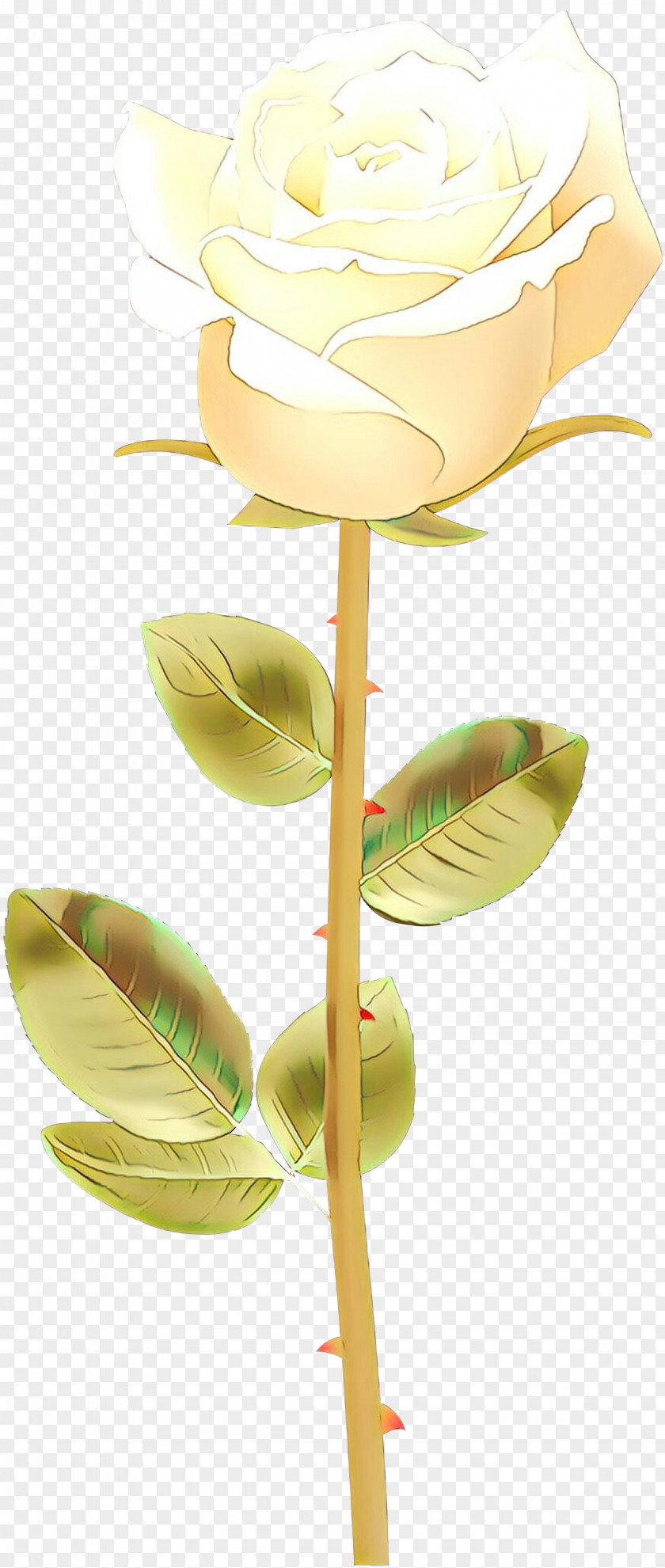 Flowering Plant Anthurium Yellow Flower Leaf Stem PNG
