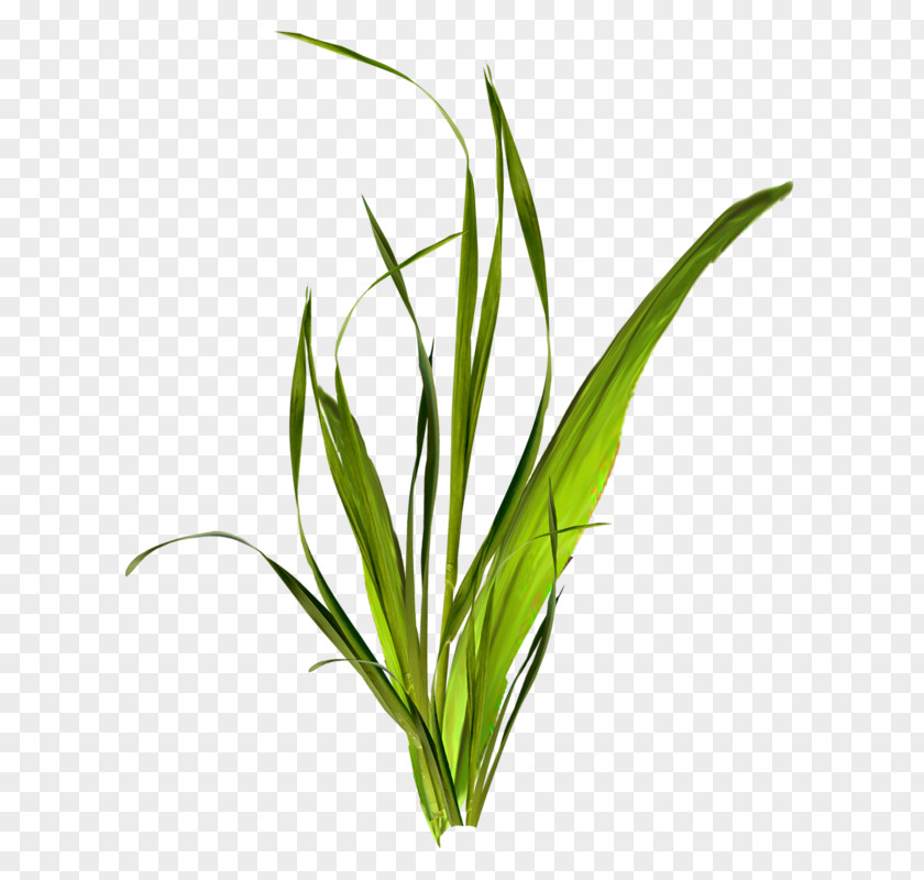 Grass Herbaceous Plant Clip Art PNG