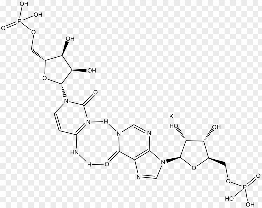 Inflammation Polyinosinic:polycytidylic Acid Toll-like Receptor TLR3 PNG