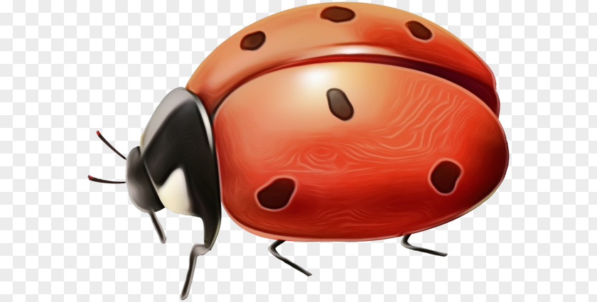 Ladybird Beetle Art Image PNG