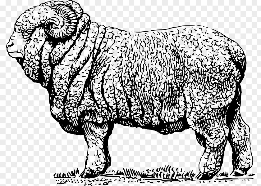 Ram Text Merino Cattle Clip Art PNG