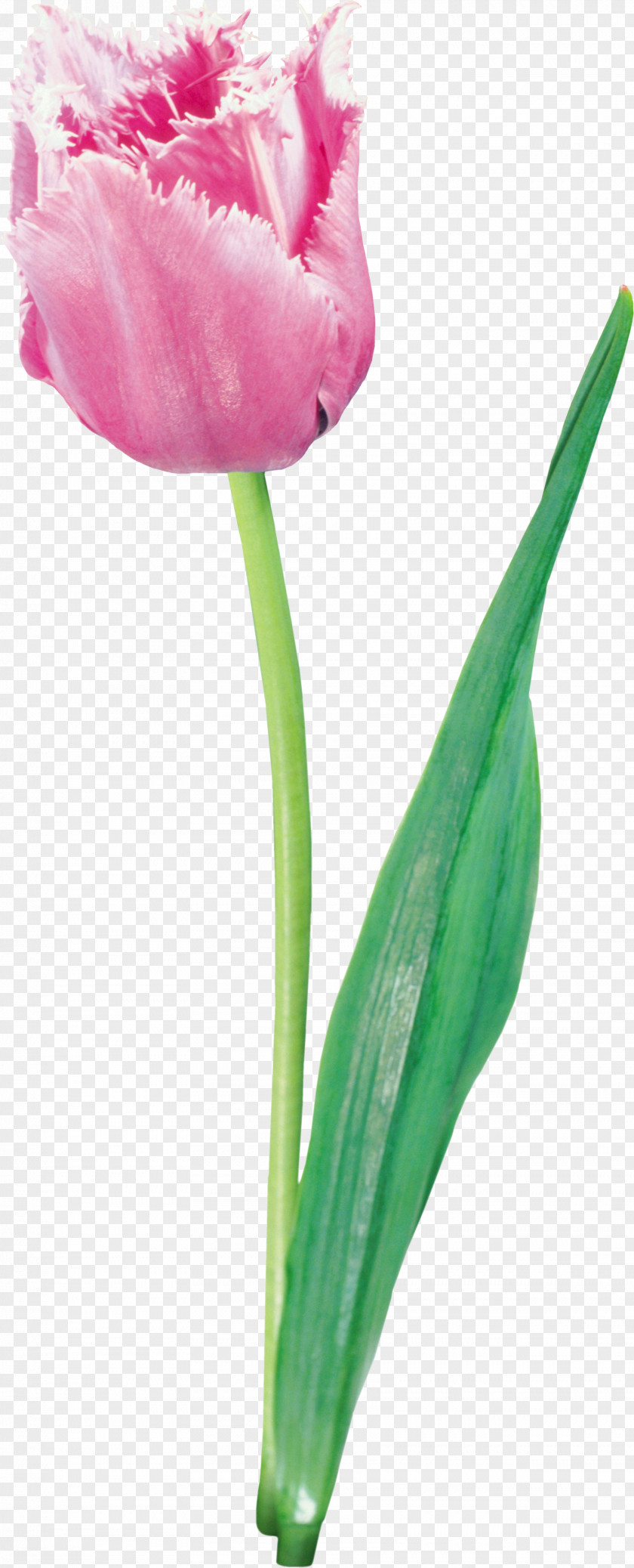 Tulip Pink Flowers PNG