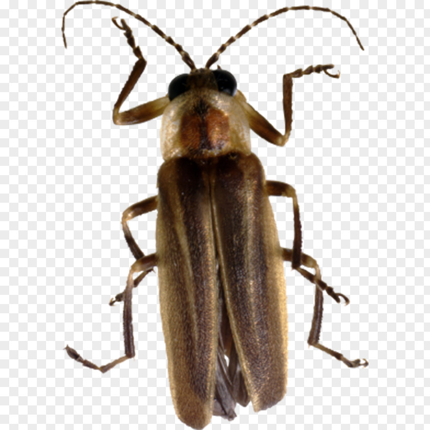 Brown Insects Beetle Firefly Clip Art PNG
