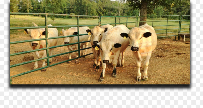 Cypress Creek Calf British White Cattle Grazing Pasture Farm PNG