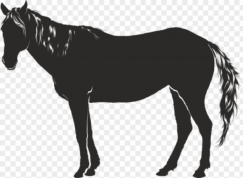 Horse Mule Clip Art PNG