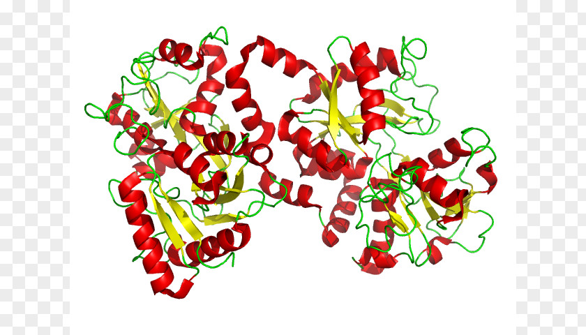 Inhibiting Bacterial Growth Lactoferrin: Structure, Biological Functions, Health Benefits And Clinical Applications Protein Research PNG