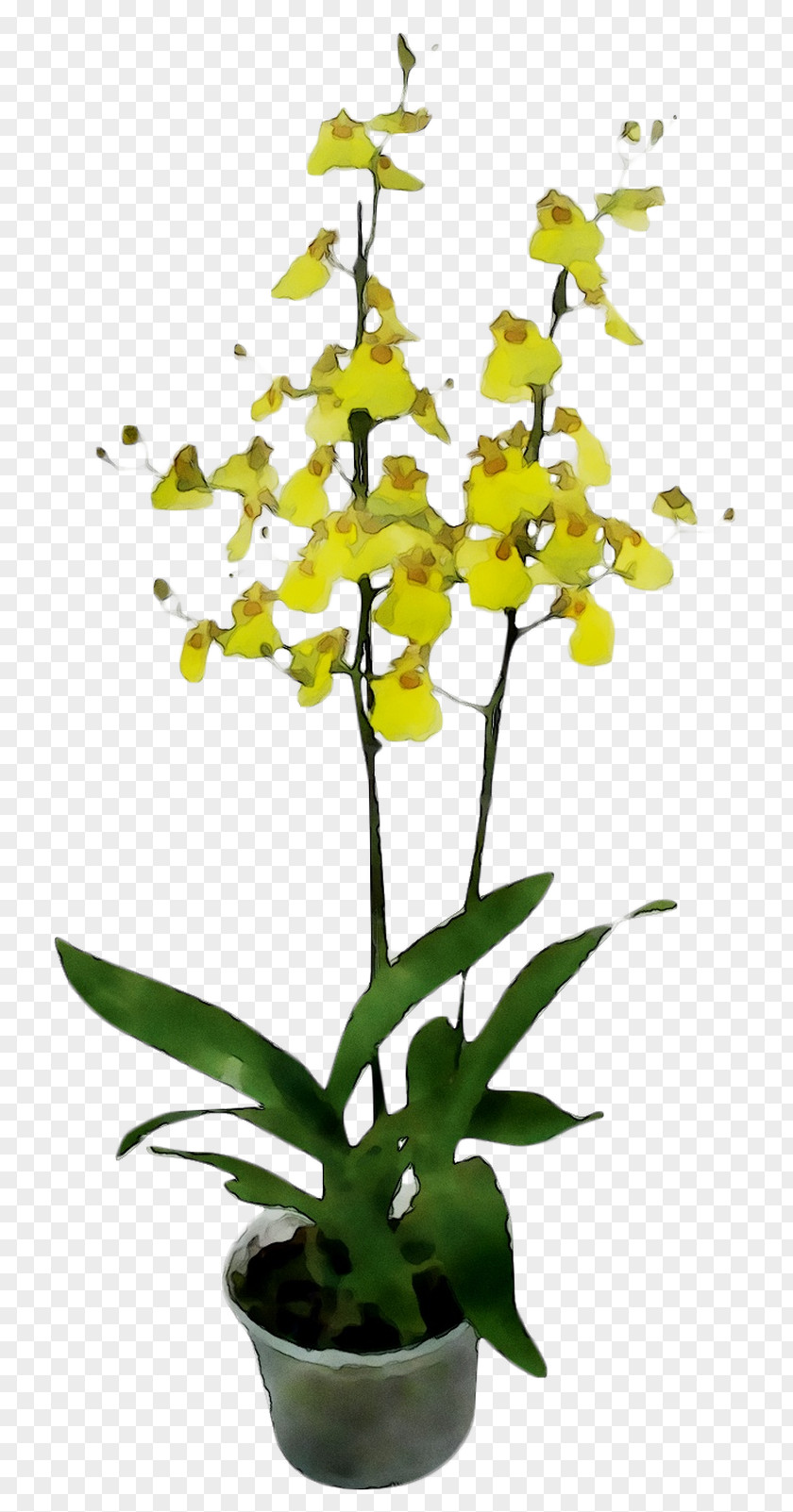 Moth Orchids Plant Stem Plants PNG