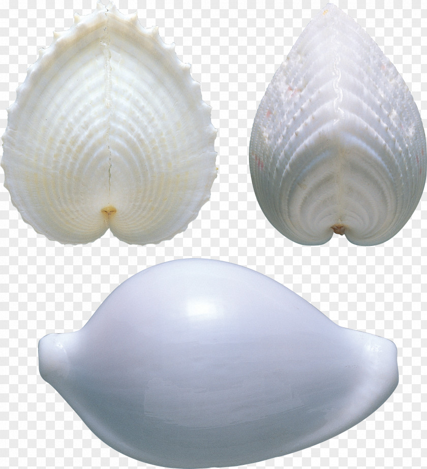 Seashell Cockle Clam Shankha Veneroida Tellinidae PNG