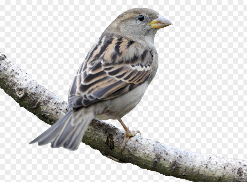 Sparrow House Bird Finch American Sparrows Beak PNG
