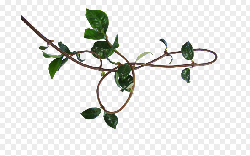 Vine Twig Plant Stem PNG