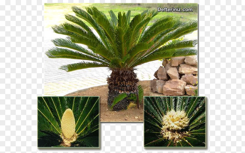 Coconut Sago Palm Cycad Arecaceae PNG