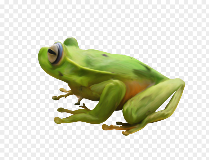 Frog True Tree Toad PNG