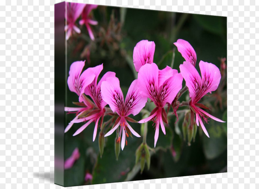 Candy In Kind Crane's-bill Pink M Annual Plant Family Close-up PNG