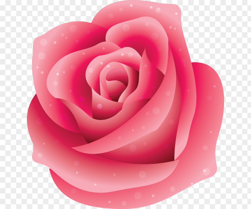 Flower Garden Roses Pink Beach Rose PNG