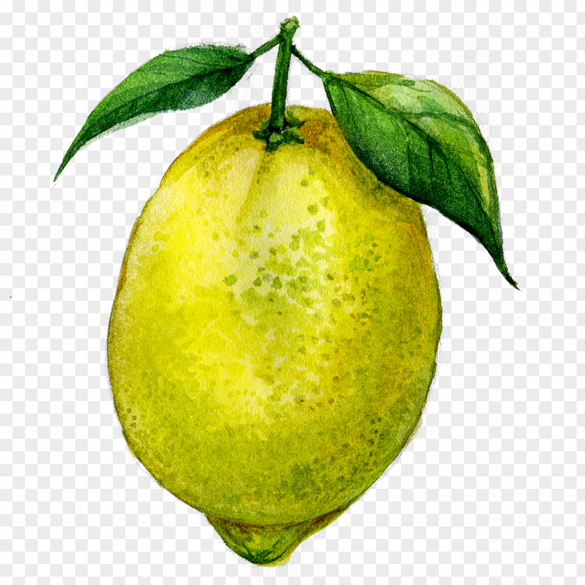 Lemon Juice Fruit Drawing PNG