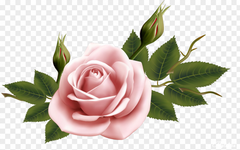 Beautiful Roses Flower Watercolor Painting Clip Art PNG