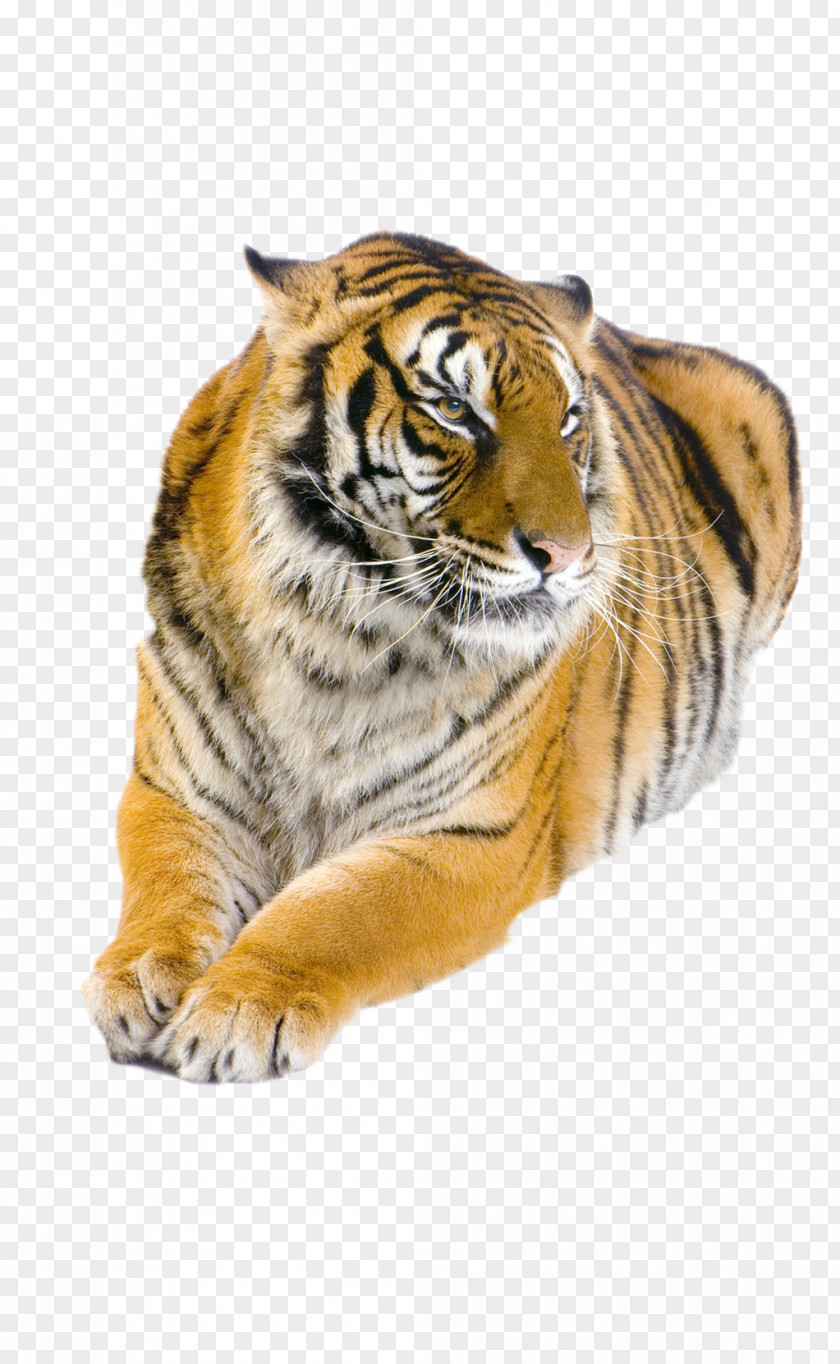 Cold-blooded Animals Felidae Bengal Tiger Siberian White Golden PNG