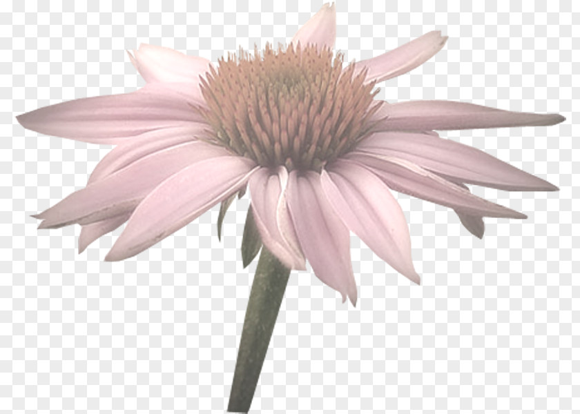 Coneflower Cut Flowers Computer Mouse PNG