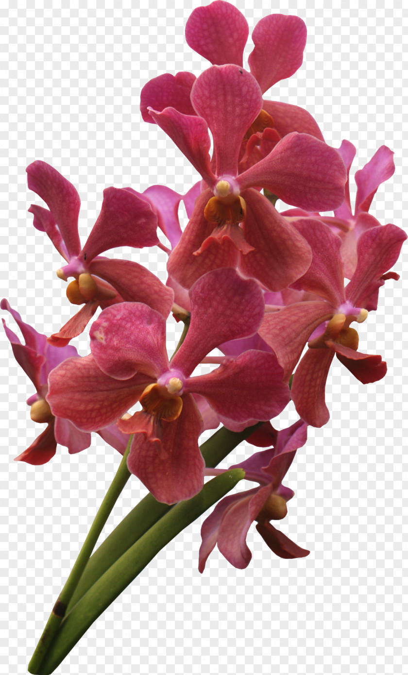 Flowering Plant Orchid Magenta PNG