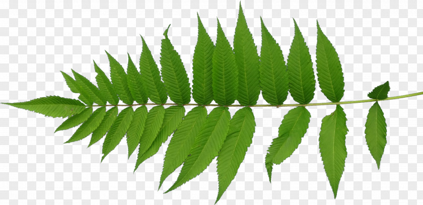 Green Leaves Leaf Texture Mapping Plant Stem PNG