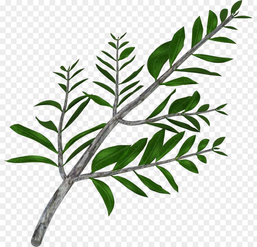 Olive Branch Iran Leaf PNG