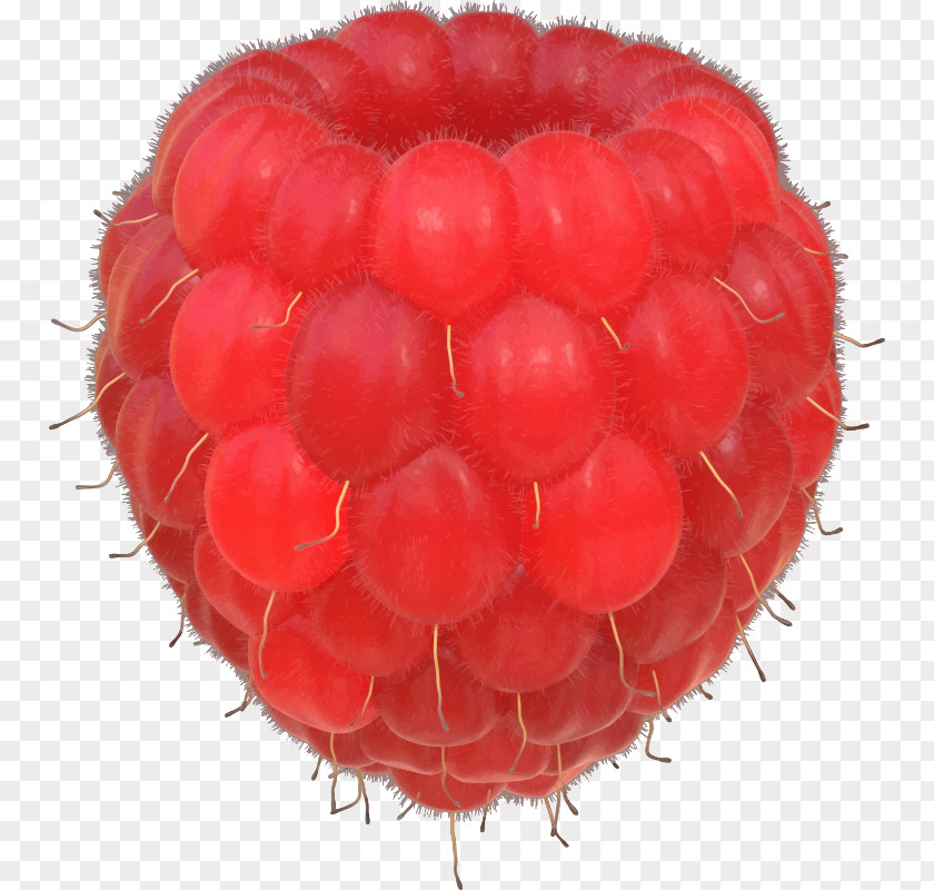 Raspberry Clip Art PNG