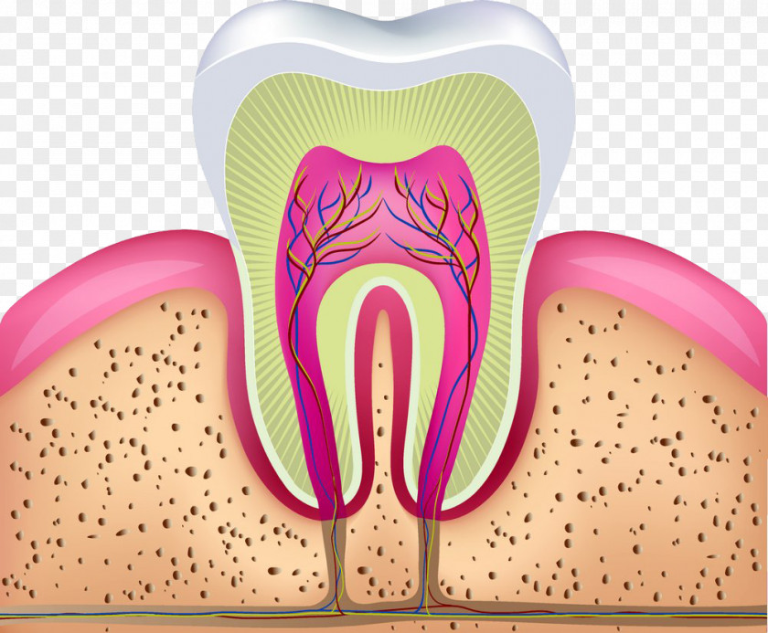 Tooth Profile Chart Human Endodontic Therapy Crown Dentistry PNG