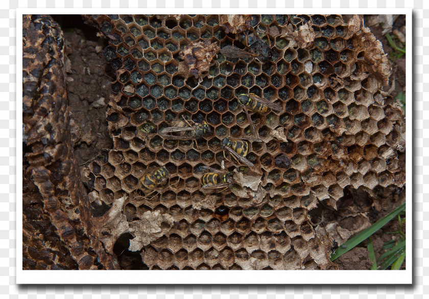 Bee Beehive Honey Wasp Hornet PNG