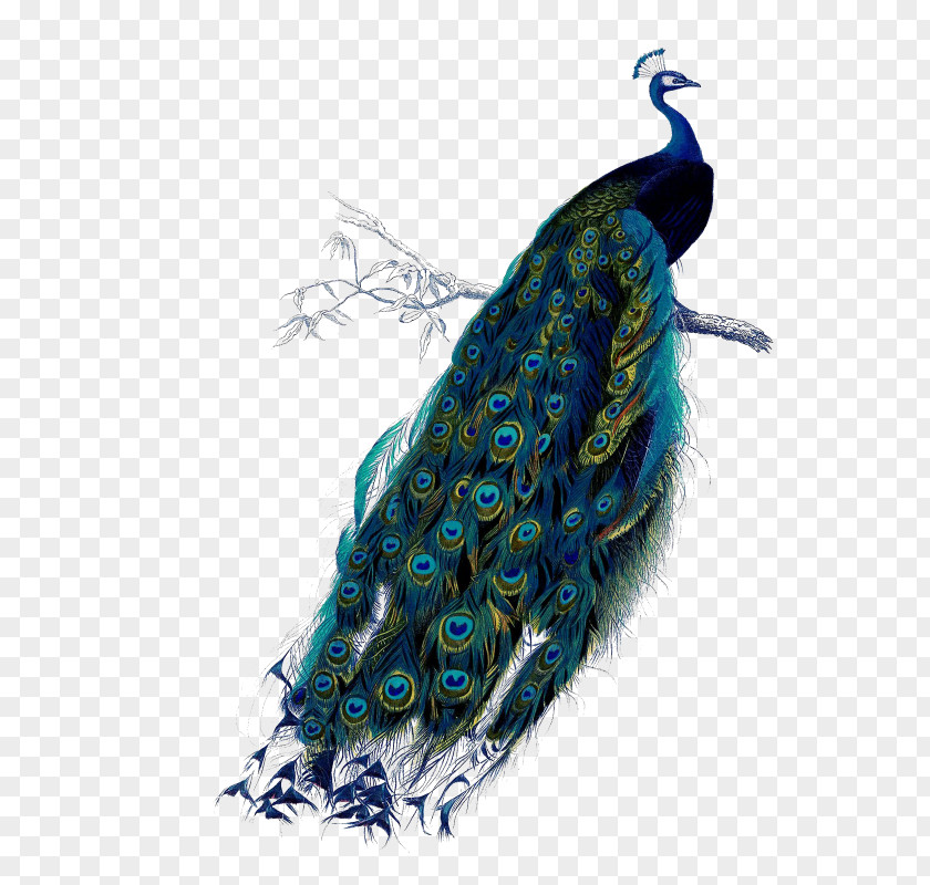 Bird Asiatic Peafowl Feather Green PNG peafowl Green, clipart PNG