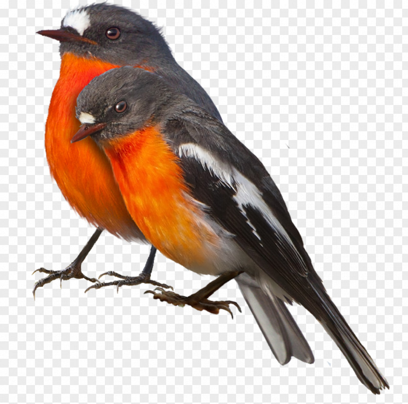 Birds Songbird European Robin Cygnini PNG