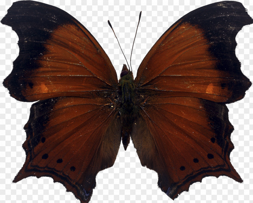 Butterfly Insect Nymphalidae Brown Wing PNG
