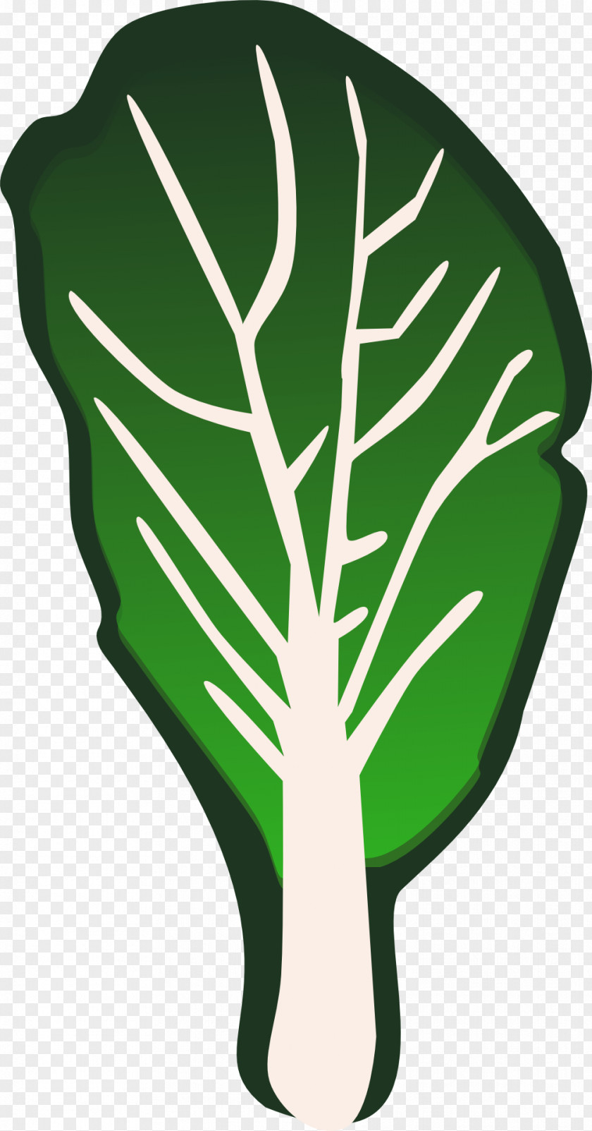Green Cabbage Leaves Leaf Vegetable Lettuce Clip Art PNG