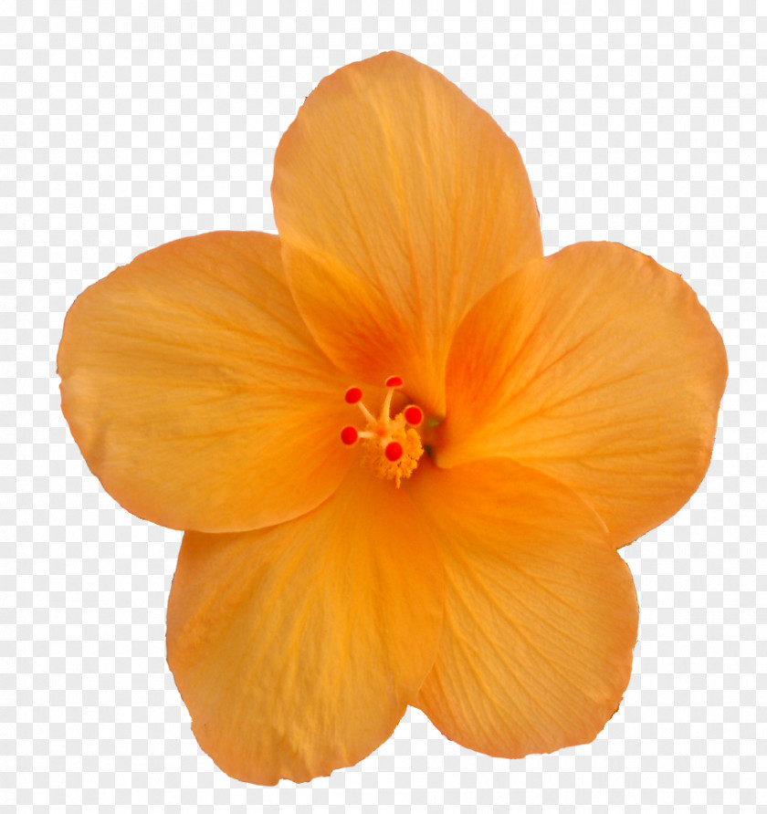 Hibiscus Petal PNG