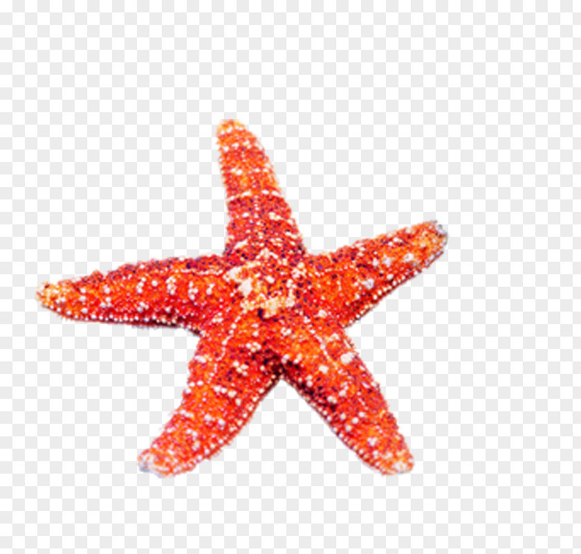 Starfish Echinoderm Jellyfish U5357u4eacu6d77u5e95u4e16u754c Marine Biology PNG